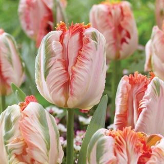 Apricot Parrot Tulip Thumbnail